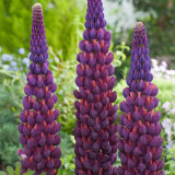 BELLFARM 15PCS Lupinus 20 Types of Lupine Perennial Flowers Seeds, Red Orange Yellow White Colorful Garden Light Fragrant