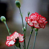 BELLFARM 200PCS Dianthus Caryophyllus Heirloom Carnation Flower Seeds