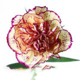 BELLFARM 200PCS Dianthus Caryophyllus Heirloom Carnation Flower Seeds