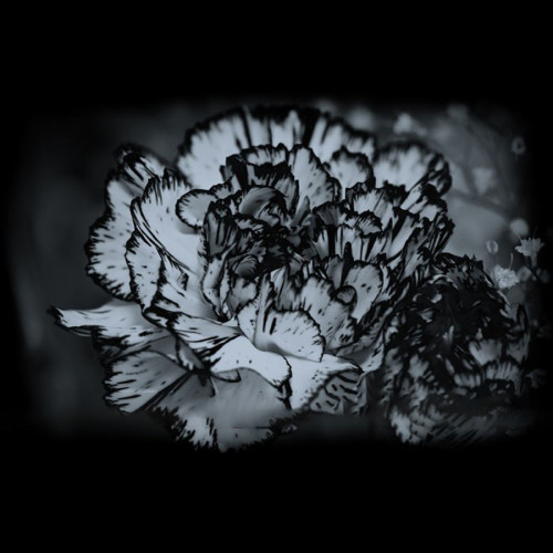 BELLFARM 200PCS Dianthus Caryophyllus Heirloom Carnation Flower Seeds