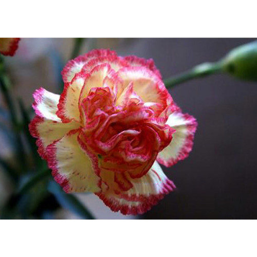 BELLFARM 200PCS Dianthus Caryophyllus Heirloom Carnation Flower Seeds