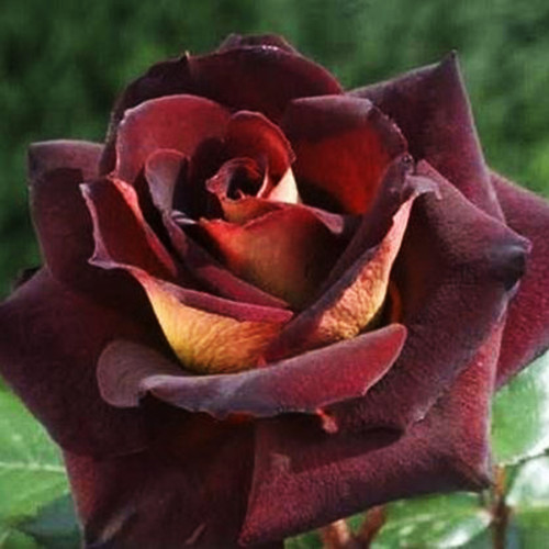 BELLFARM 20 Heirloom Witch Brown Rose Plant Flowers Seeds