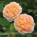 Heirloom Lady Gardener Double Bloom Light BELLFARM Orange Rose Shrub Fragrant Flower Seeds, Professional Pack, 50 Seeds / Pack, Cupped