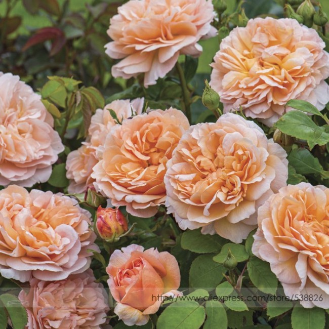 Heirloom Lady Gardener Double Bloom Light BELLFARM Orange Rose Shrub Fragrant Flower Seeds, Professional Pack, 50 Seeds / Pack, Cupped