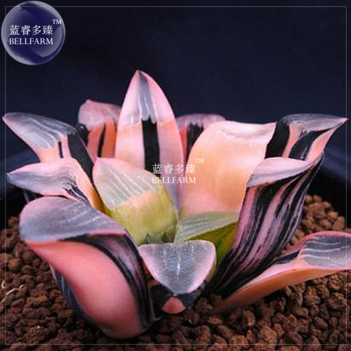 BELLFARM Haworthia Hybrid, 5 seeds / pack, pink black lovely bonsai home garden succulent