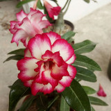 16 Types Adenium Seeds Red, White Red Stripe,White Red Edge ect Double Single Desert Rose