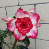 16 Types Adenium Seeds Red, White Red Stripe,White Red Edge ect Double Single Desert Rose