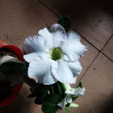 16 Types Adenium Seeds Red, White Red Stripe,White Red Edge ect Double Single Desert Rose