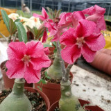 16 Types Adenium Seeds Red, White Red Stripe,White Red Edge ect Double Single Desert Rose