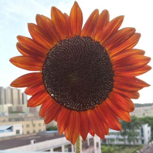 Sunset Rust Red Sunflowers F1 Seeds 30PCS