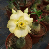 16 Types Adenium Seeds Red, White Red Stripe,White Red Edge ect Double Single Desert Rose