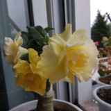 16 Types Adenium Seeds Red, White Red Stripe,White Red Edge ect Double Single Desert Rose