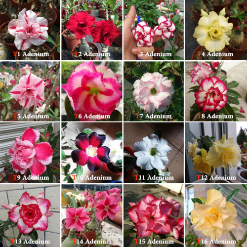 16 Types Adenium Seeds Red, White Red Stripe,White Red Edge ect Double Single Desert Rose