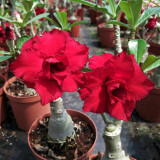 16 Types Adenium Seeds Red, White Red Stripe,White Red Edge ect Double Single Desert Rose