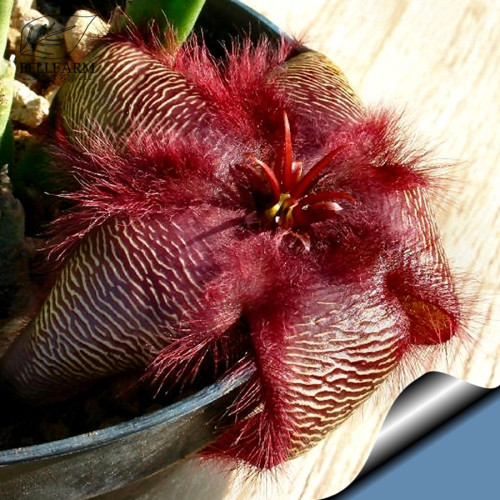 Stapelia hirsuta Seeds 5PCS