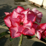 16 Types Adenium Seeds Red, White Red Stripe,White Red Edge ect Double Single Desert Rose