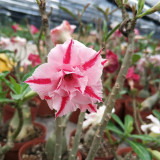 16 Types Adenium Seeds Red, White Red Stripe,White Red Edge ect Double Single Desert Rose