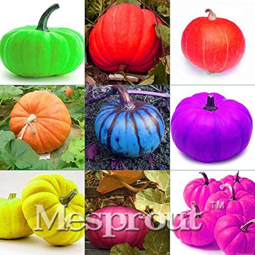 New Mixed 9 kind of Color Rare Pumpkin 10+ Seeds