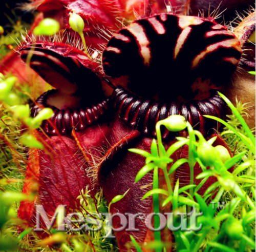 New Potted blue Cephalotus follicularis 100+ Seeds