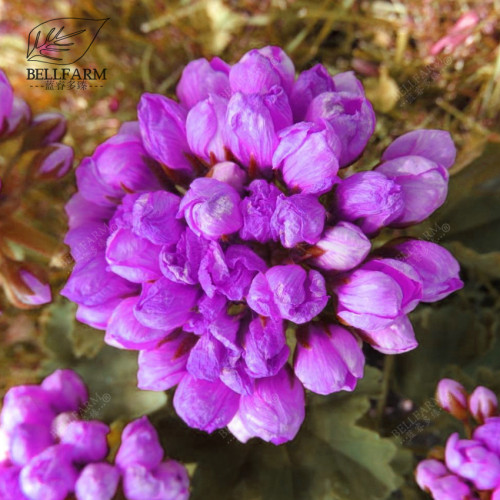 BELLFARM 10PCS Rare Geranium Seeds Purple Tulip Pelargonium Bonsai Potted Plant Rare Hardy Perennial