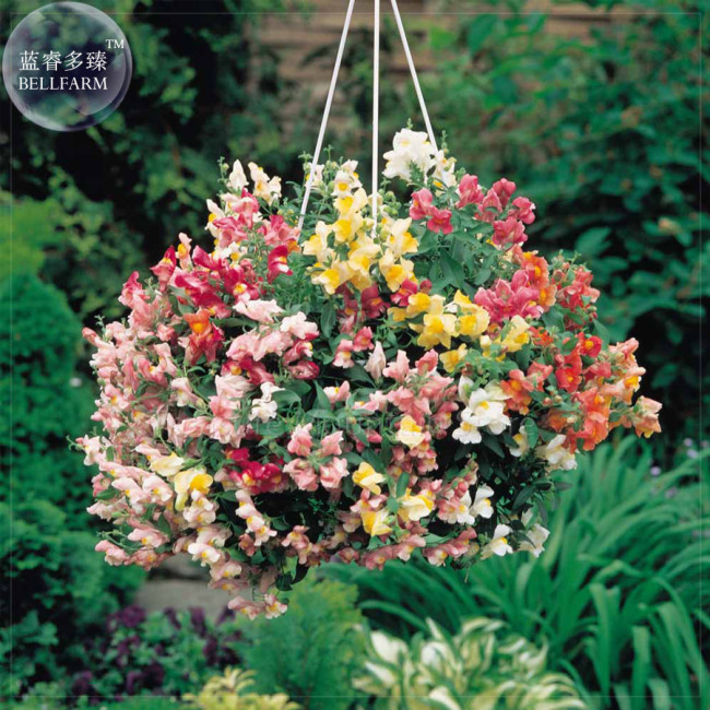 Antirrhinum 'Trailing Mix' Annual Bedding Plant Seeds, 100 Seeds, professional pack, hanging snapdragon flowers