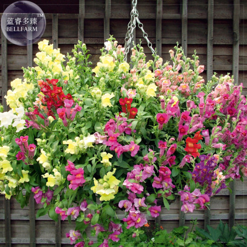 Antirrhinum 'Trailing Mix' Annual Bedding Plant Seeds, 100 Seeds, professional pack, hanging snapdragon flowers