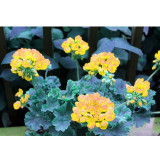 BELLFARM 10PCS 'Goden Years Appleblossom' Geranium Flowers Seeds Yellow Orange Pelargonium