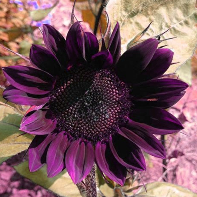BELLFARM 40PCS 'Moulin Rouge' Series Purple Black Sunflower Seeds
