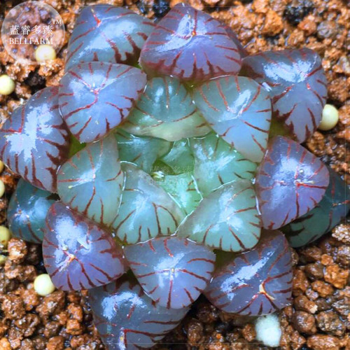 BELLFARM 5PCS Rare Haworthia obtusa Semilucent Red Milky White Succulent Seeds Lovely Bonsai for Garden plant