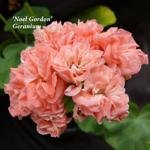 BELLFARM 10PCS 'Noel Gordon' Geranium Seeds