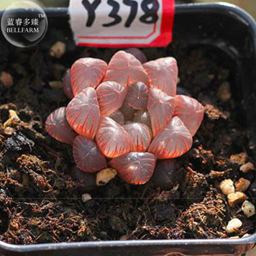 BELLFARM Haworthia obtusa Semilucent Red Lovely Bonsai Succulent Seed 5pcs Heirloom Rare Home Garden