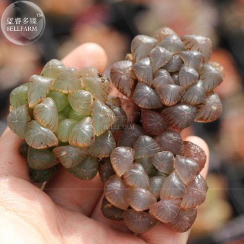 BELLFARM Haworthia obtusa Semilucent Red Lovely Bonsai Succulent Seed 5pcs Heirloom Rare Home Garden
