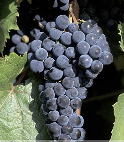 1 Professional Pack, 100 seeds / pack, Marquette Dark Blue Grape Seed Red Wine Grape Hardy Plant Seedling