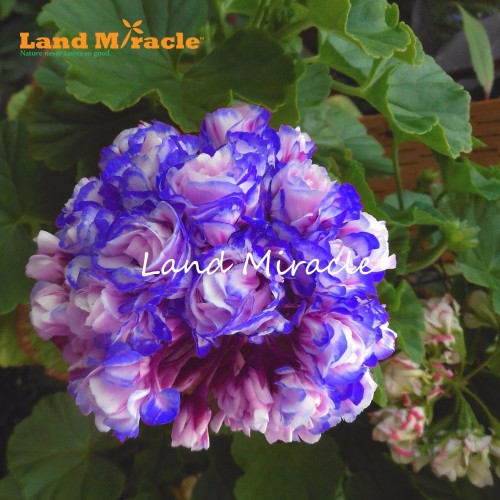 Rare 'Night Blue' Geranium Seeds Appleblossom Rosebud Pelargonium Perennial Garden Flower Seeds Potted Plant