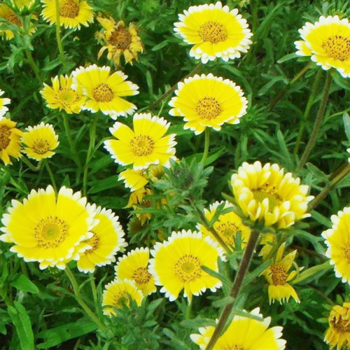 Layia Elegans Garden Flowers Seeds  30seeds