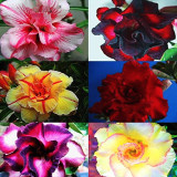 30pcs Mixed 6 Types Multi-Layer Adenium obesum Desert Rose Seeds