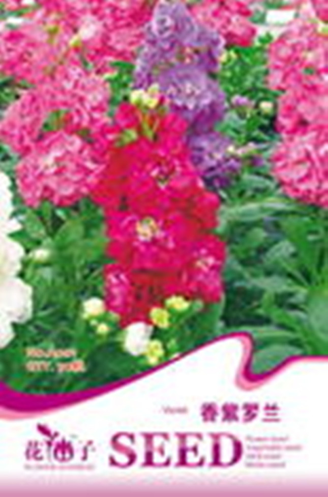 1 Original Pack, 30 seeds / pack, Mix Violet Perennial Plants Flower Seeds #A001