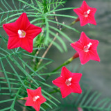 1 Original Pack, 10 seeds / pack, Red Cypress Vine Humming Bird Vine Perennial Climbing Flowers Heirloom #A026