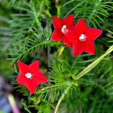 1 Original Pack, 10 seeds / pack, Red Cypress Vine Humming Bird Vine Perennial Climbing Flowers Heirloom #A026