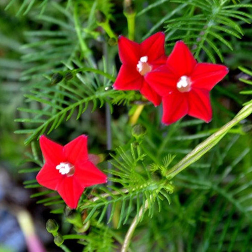 1 Original Pack, 10 seeds / pack, Red Cypress Vine Humming Bird Vine Perennial Climbing Flowers Heirloom #A026