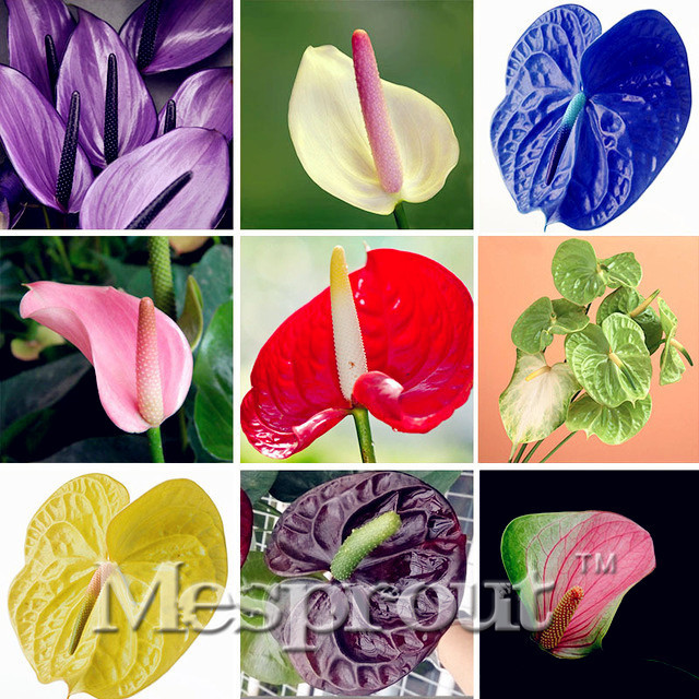US$ 1.45 - MIX Kinds Rare African Anthurium Seed, Anthurium Andraeanu  Seeds, Indoor Potted flowers Anthurium plant 100 particles / bag -  www.deargogo.com