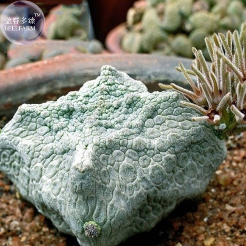 BELLFARM Pseudolithos cubiformis Seed, only one seed, rare imported bonsai succulent plant BD134H