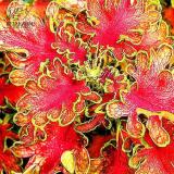 BELLFARM Rare Coleus Bonsai Foliage Plants seeds 30pcs Perfect Colorful Coleus Blumei Beautiful Flowers Home Garden