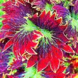 BELLFARM Rare Coleus Bonsai Foliage Plants seeds 30pcs Perfect Colorful Coleus Blumei Beautiful Flowers Home Garden