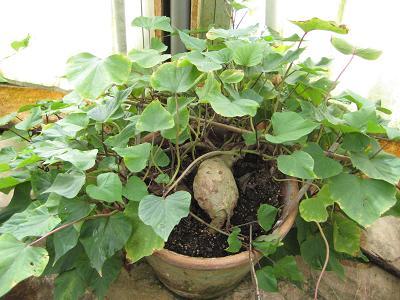 Kudzu seeds Pueraria tuberosa 80+