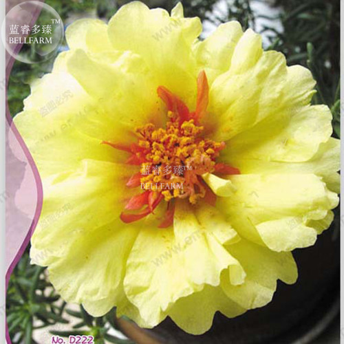 Oriole Sunflowers Yellow Portulaca Grandiflora Seeds, Original Pack, 220 seeds, beautiful flower light up your garden IWSD222SS