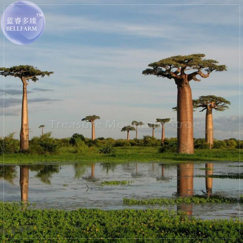 BELLFARM 2pcs Grandidier's Baobab - Adansonia Seeds, Professional Pack, giant interesting tree TS415T