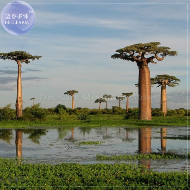 BELLFARM 2pcs Grandidier's Baobab - Adansonia Seeds, Professional Pack, giant interesting tree TS415T