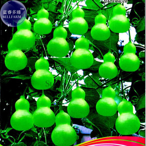 Heirloom 'Jindi' Small Ornamental Gourd Seeds, 8 Seeds, Original Pack, fruit for handicraft very interesting OJD201Y