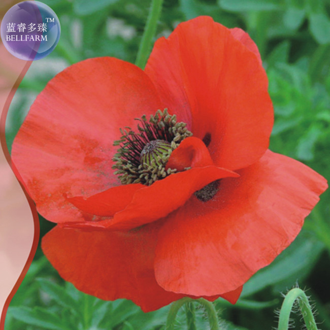 Corn Poppy Flower Coquelicot Flower Seeds, Original pack, 120 Seeds, large red flowers light up your garden IWSA040